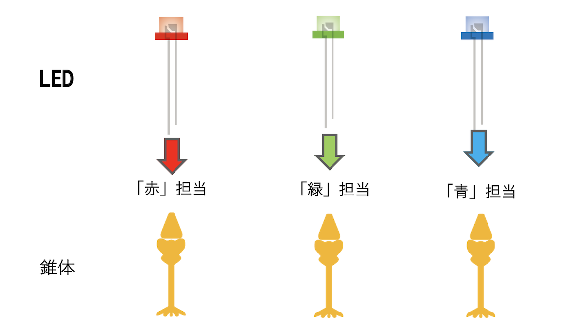 錐体が担当するLEDのイラスト