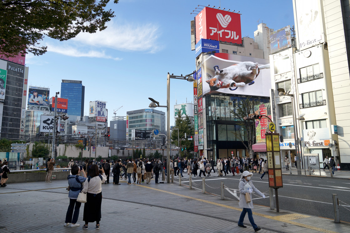 新宿東口の猫「クロス新宿ビジョン」屋外LEDビジョン